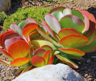 Como cuidar A Kalanchoe Thyrsiflora é uma planta que prefere climas quente e seco.