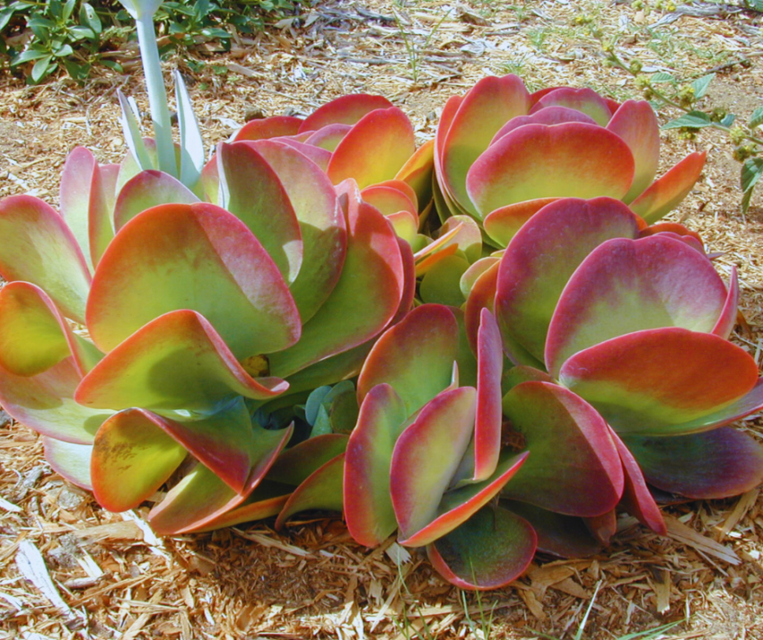 Kalanchoe Thyrsiflora Uma suculenta fácil de cuidar e cheia de personalidade