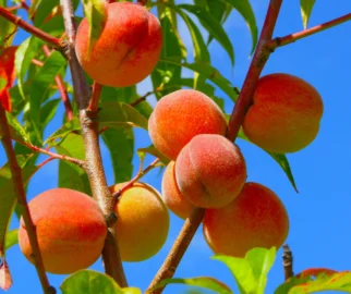 Os pessegueiros prosperam em climas de invernos frios e verões quentes, mas, geralmente exigindo um período de dormência no inverno para uma boa produção de frutas.