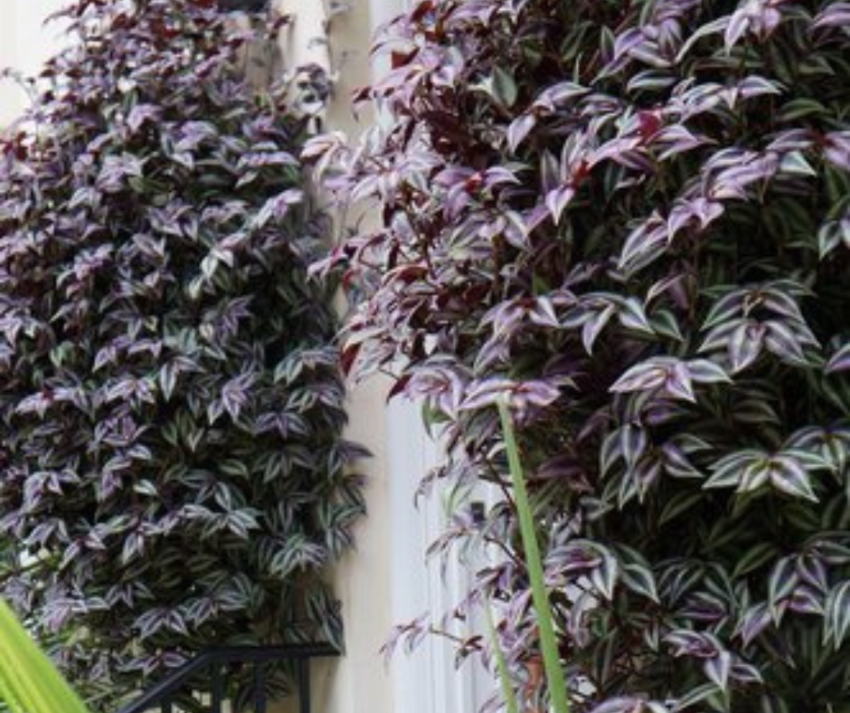 Tradescantia zebrina