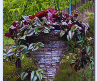 Tradescantia zebrina