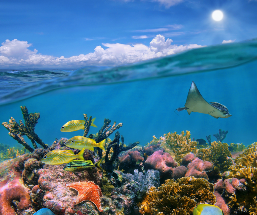 Nossa missão é promover a conscientização sobre a importância da ecologia e do meio ambiente, e aqui você encontrará uma amostra do que abordamos em nosso blog.