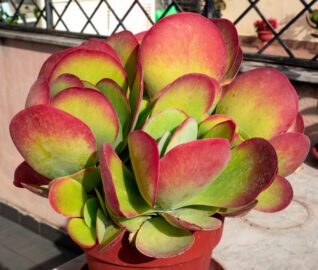 Kalanchoe Thyrsiflora