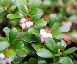 A Arctostaphylos uva-ursi, mas também conhecida como uva-ursi, é uma planta perene rasteira que pertence à família Ericaceae.