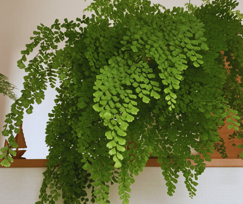 PLANTAS PENDENTES