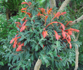 Decoração com Plantas Pendentes