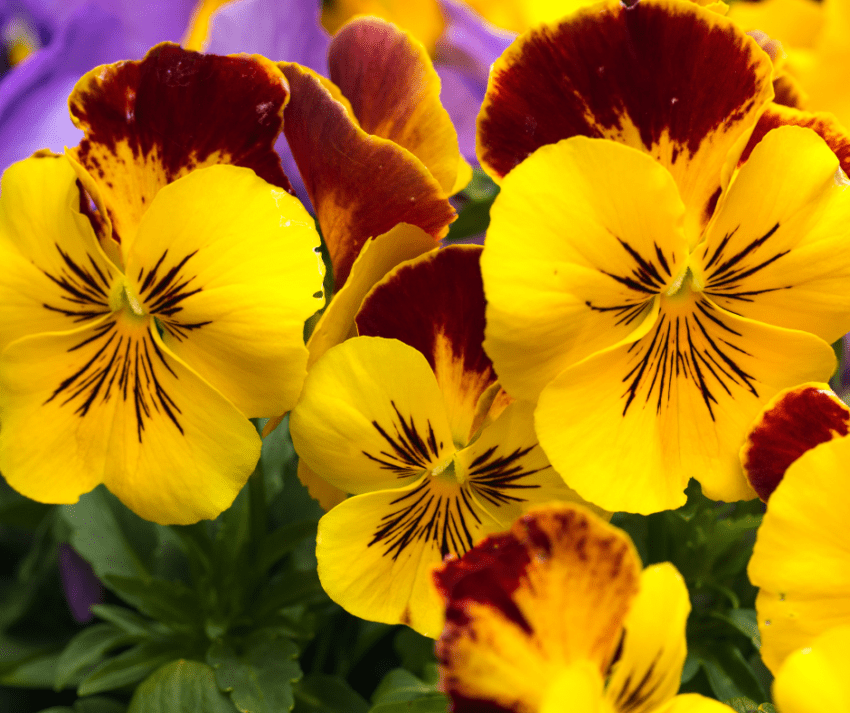 O amor perfeito é uma das flores mais apreciadas em jardins e vasos em todo o mundo. Aqui estão detalhes sobre sua descrição, forma de cultivo e outras informações interessantes