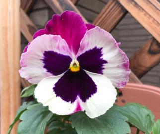 O Amor Perfeito, também conhecido como Viola tricolor,
