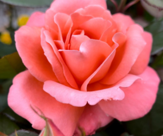Colhendo e Usando Rosas