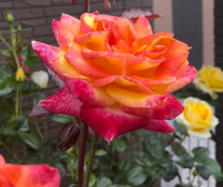 Cultivar roseiras exige um pouco de cuidado e atenção, mas os resultados valem a pena.