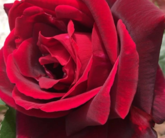 Rosas Híbridas de Chá: Conhecidas por suas flores grandes e perfumadas, pois são ideais para arranjos florais.