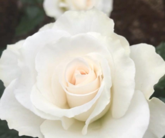 Plante as roseiras na primavera ou outono