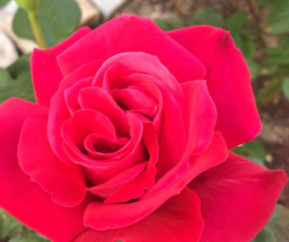 cultivar rosas é uma jornada encantadora que recompensa com a beleza eterna e a fragrância inigualável das flores.