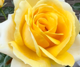 As rosas têm uma rica história que remonta a milhares de anos.