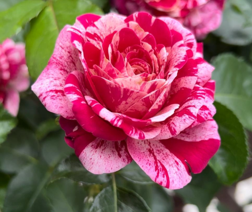 As roseiras são plantas incrivelmente versáteis e gratificantes para cultivar.