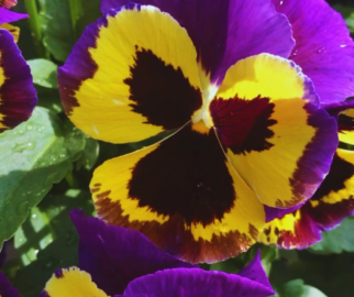 A Viola Tricolor cresce melhor em locais com luz solar direta ou parcial.
