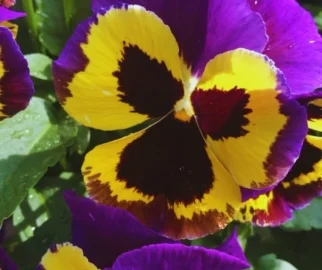 A Viola Tricolor cresce melhor em locais com luz solar direta ou parcial.