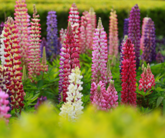 As sementes de algumas espécies de lupinas