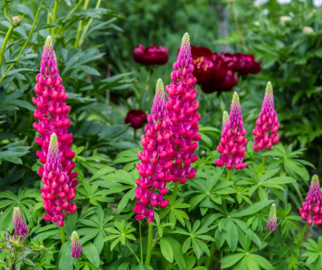 Lupinus