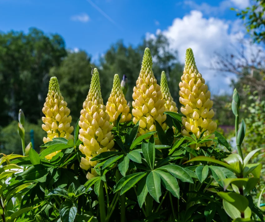 Lupinus