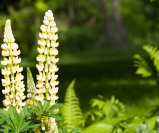 A maioria das lupinas são plantas anuais ou bienais
