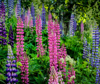 Lupinus