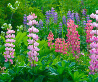 As lupinas são frequentemente cultivadas como plantas ornamentais em jardins.