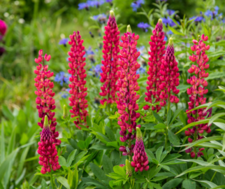 Lupinus Vermelho