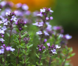 Flor de Tomilho