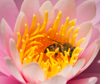 Abelha e a flor de Lotus