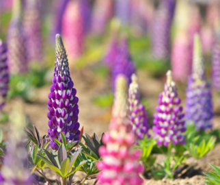 Cuidados adicionais para as Lupinas