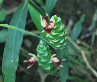 Flor de gengibre