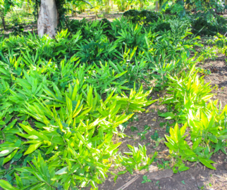 cultivar gengibre