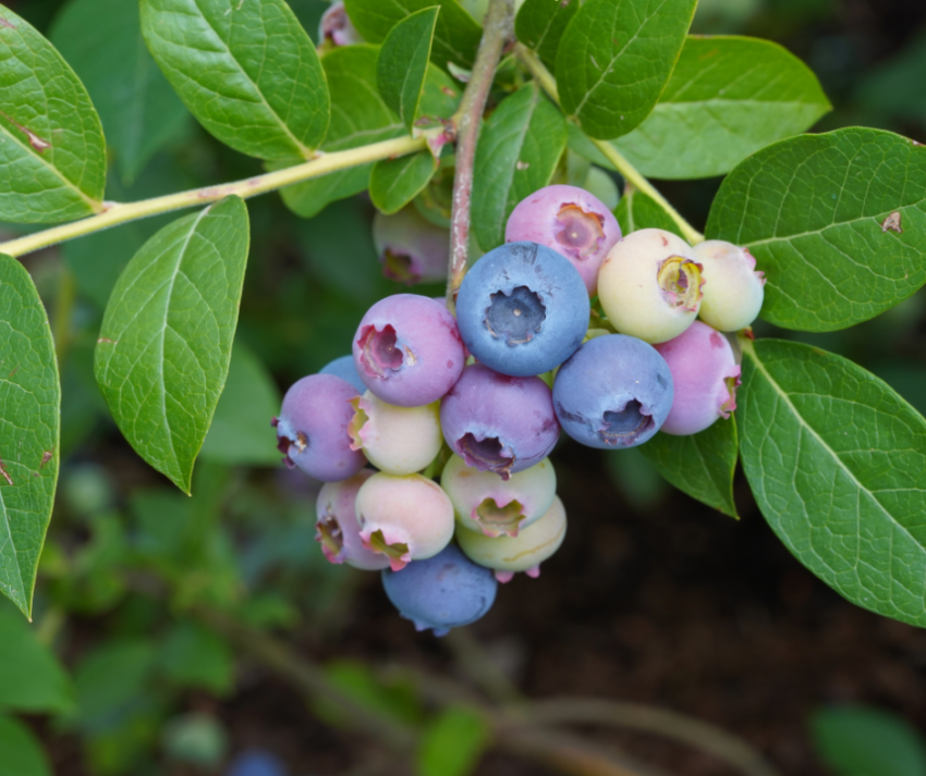 blueberry