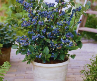 Blueberry em vaso