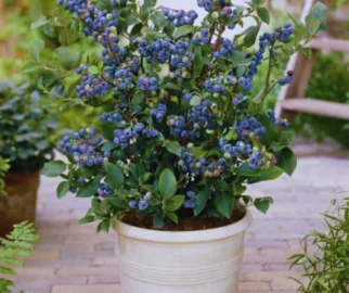 Blueberry em vaso