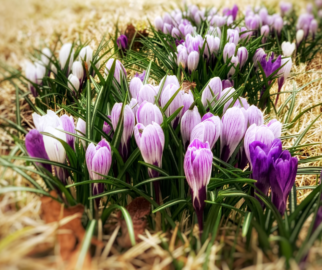 Equinócio de Primavera