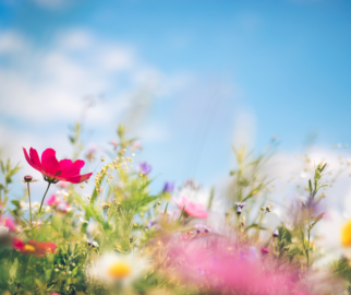 O equinócio de primavera é um momento mágico