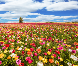 Equinócio de Primavera
