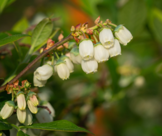 Flor de blueberry