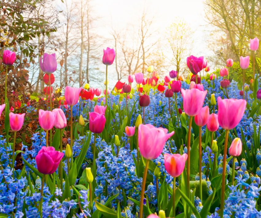Que este equinócio de primavera traga alegria