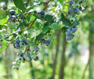 blueberry e a ecologia