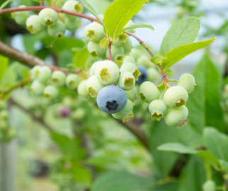Blueberry e os frutos ainda verdes