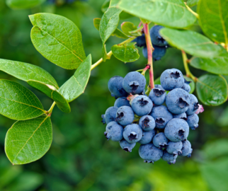 Blueberry