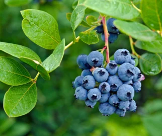 Blueberry