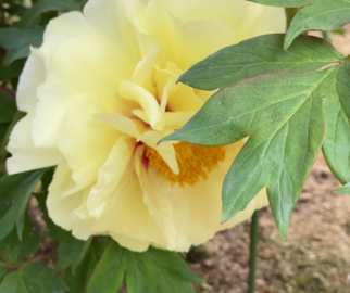 Peônia, a flor do amor e da prosperidade