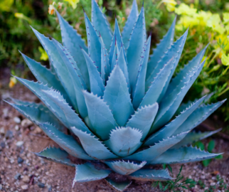 Agave Azul