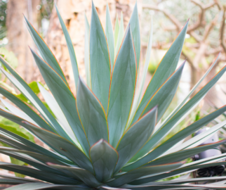 Agave em decoração