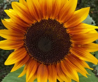 Girassol da cor do sol.