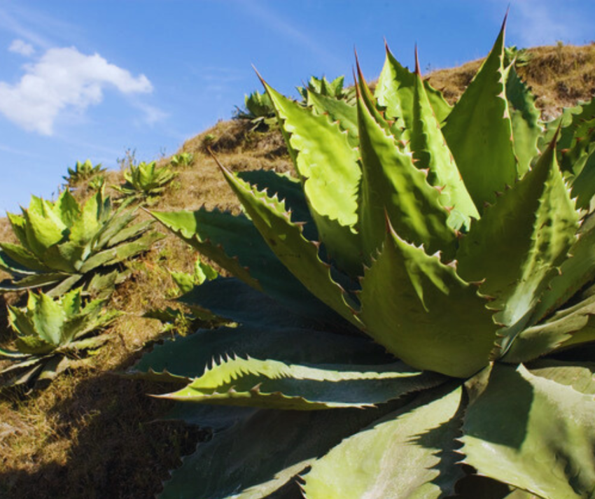 Agave Cupreata